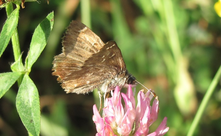 Carcharodus alceae (Hesperiidae )